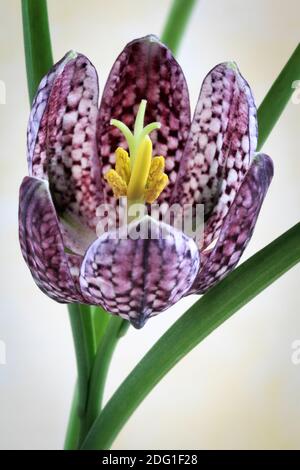 Fritillaria Meleagris - Fritillario Capo di Snake Foto Stock