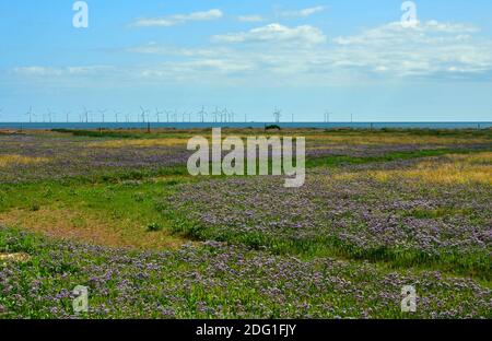 Fiori viola e vista della fattoria eolica al largo della Riserva Naturale Nazionale di Gibilterra Point, gestita dal Lincolnshire Wildlife Trust. Lincolnshire, Regno Unito Foto Stock