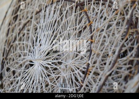 Reti di granchio che pangono sulla pesca della piuma della parete Foto Stock