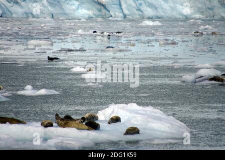 Asilo bianco - ghiacciaio di Maeres Foto Stock