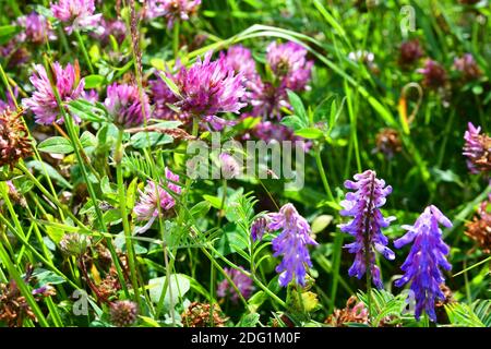 Trifoglio rosso e altri fiori selvatici alla Riserva Naturale Nazionale di Gibilterra Point, gestita dal Lincolnshire Wildlife Trust. Vicino a Skegness, Lincolnshire, Regno Unito Foto Stock