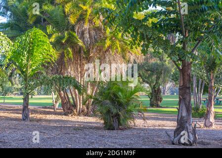 Piante e alberi al Parco Balboa. San Diego, California, Stati Uniti. Foto Stock