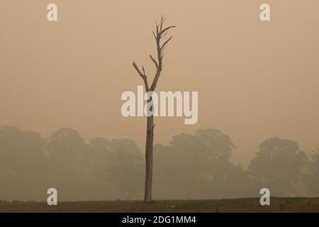 Fumo di Bushfire sulla campagna del Gippsland Orientale, Victoria, Australia Foto Stock