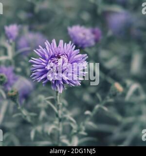 Fuoco selettivo a viola-lavanda Aster Alpinus o blu Alpino Daisy su sfondo blurred giardino fiore letto in colore trendy Tidewater Green. Foto Stock