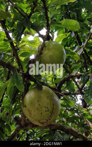 Grande guava appesa in un albero, Bali, Indonesia Foto Stock