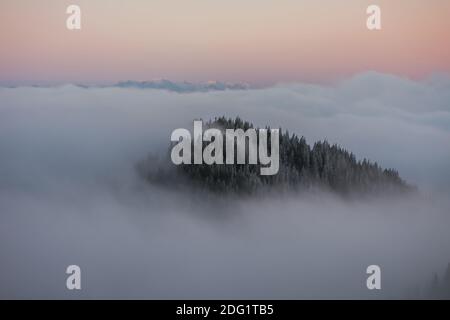 Pineta foresta coperta in nebbia a Sunrise Mountains in lo sfondo Foto Stock
