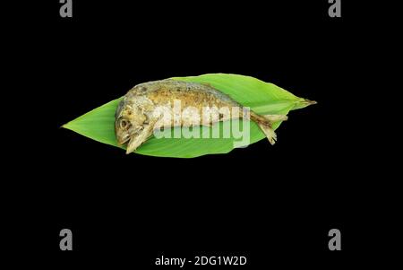 Uno sgombro fritto sulla base verde di leaveson nero. Foto Stock