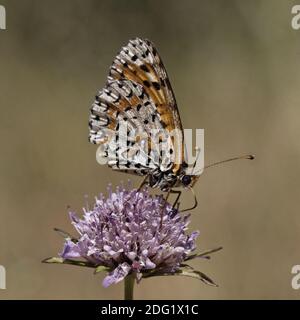 Melitaea didyma, Pezzata Fritillary (femmina) Foto Stock