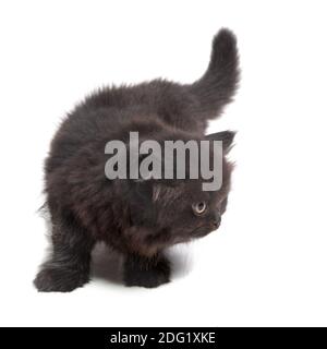 Gattini inglesi neri Foto Stock