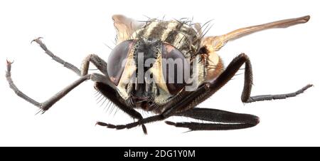 Housefly Macro primo piano Cutout Foto Stock