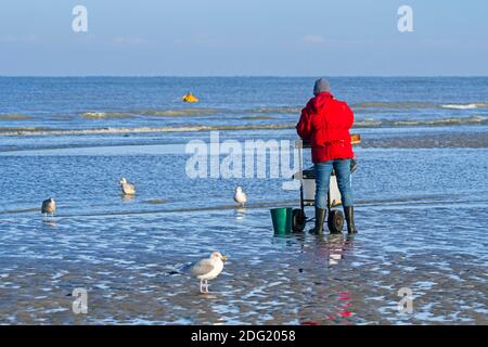 Gamberi cernita cattura da gamberetti rete / dragnet sulla spiaggia catturato lungo la costa belga del Mare del Nord, Belgio Foto Stock