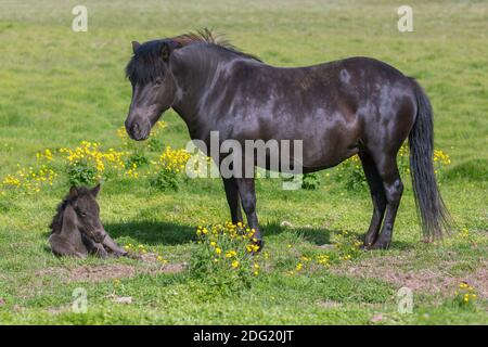 Cavallo islandese marrone (Equus ferus caballus / Equus Scandinavicus) mare con fale in prato in estate, Islanda Foto Stock