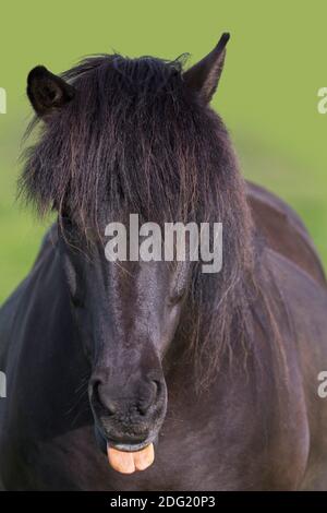 Primo piano ritratto della Baia di cavallo islandese (Equus ferus caballus / Equus Scandinavicus) in prato in estate, Islanda Foto Stock