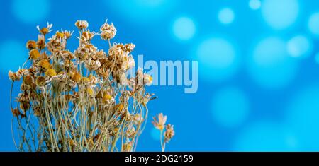 erbario di camomilla di fiori selvatici essiccati su sfondo bokeh Foto Stock