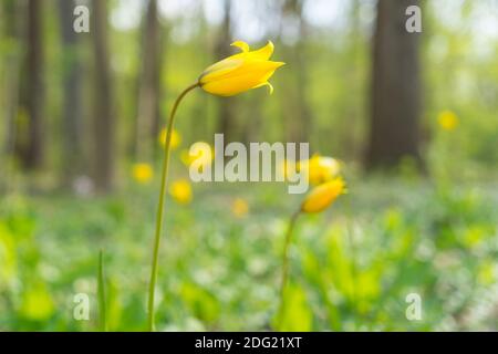 Tulipani selvaggi di colore giallo brillante tulipa sylvestris presto luce a molla con un bokeh sullo sfondo Foto Stock