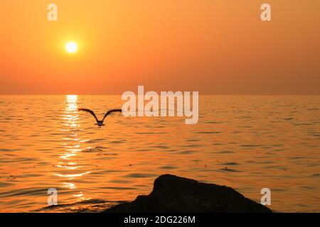 L'uccello vola sopra il mare del tramonto Foto Stock