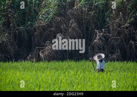 Un agricoltore decina le sue piante di riso nella Cina rurale - agricoltura biologica e di sussistenza. Foto Stock