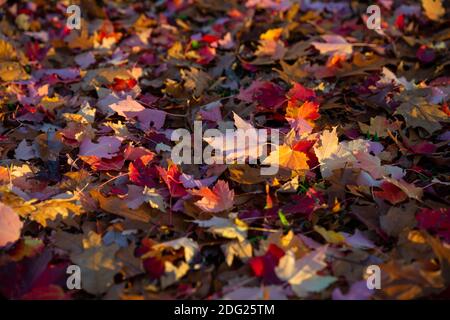 Un tappeto colorato di rosso, arancio e giallo d'autunno foglie sotto una bella luce del tramonto Foto Stock