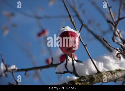 Albero delle mele invernali. Mele rosse ricoperte di neve, isolate su sfondo blu del cielo Foto Stock