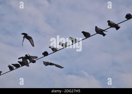 Un gruppo di piccioni sta rimanendo su un filo. Un cielo nuvoloso sullo sfondo. Foto Stock