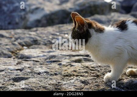 Carino e bellissimo gattino che cammina da solo sulle rocce - vista laterale Foto Stock