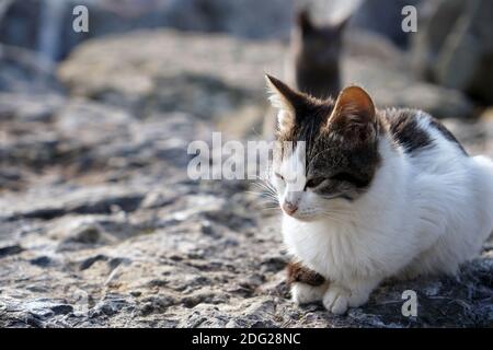 Carino e bellissimo gattino che cammina da solo sulle rocce - vista laterale Foto Stock