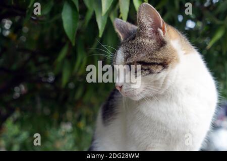 Stray Cat tra le erba in estate Foto Stock