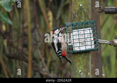 Greater spotted Woodpecker presso un alimentatore di uccelli in inglese Giardino di campagna in autunno Foto Stock