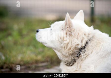 Vecchio cane da pastore svizzero bianco che guarda verso l'esterno Foto Stock