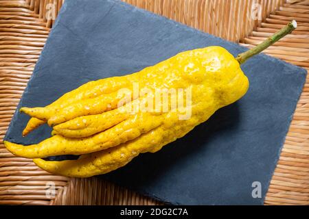 Il cedro dalla forma insolitamente chiamata Citron con dita o mano di Buddha Foto Stock