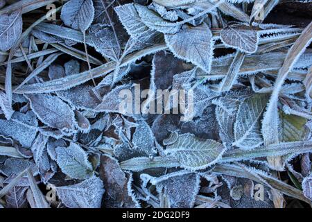 Foglie ghiacciate sul terreno. Sfondo naturale con foglie autunnali durante il primo congelamento invernale. Messa a fuoco selettiva Foto Stock