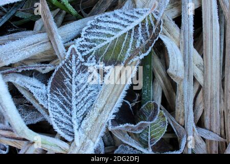 Foglie ghiacciate sul terreno. Sfondo naturale con foglie autunnali durante il primo congelamento invernale. Messa a fuoco selettiva Foto Stock