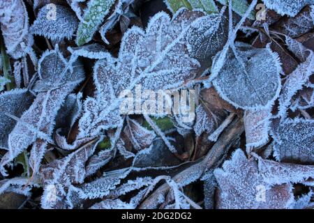 Foglie ghiacciate sul terreno. Sfondo naturale con foglie autunnali durante il primo congelamento invernale. Messa a fuoco selettiva Foto Stock