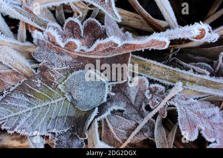 Foglie ghiacciate sul terreno. Sfondo naturale con foglie autunnali durante il primo congelamento invernale. Messa a fuoco selettiva Foto Stock