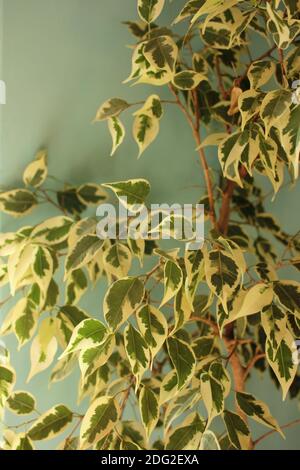 Home Plant ficus Benjamin. Primo piano di foglie verdi su un ramo su sfondo blu interno. Messa a fuoco selettiva Foto Stock