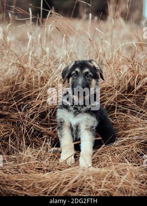 Il Pastore tedesco Puppy seduto in un campo Foto Stock