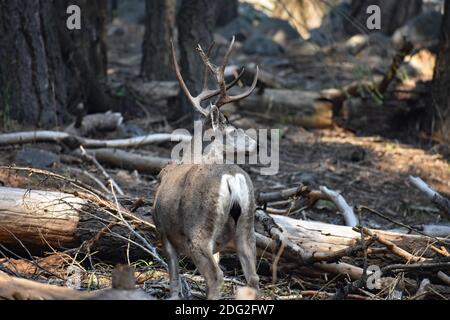 Un cervo mulo (Odocoileus hemionus) con grandi antlers e coda nera vista lungo il sentiero delle cascate Tokopah nel Sequoia National Park, California, USA Foto Stock