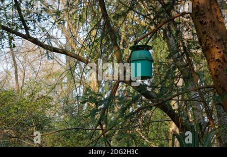 Feromone trappola contro la falesia processiva di pino tra i rami di un albero in una foresta Foto Stock