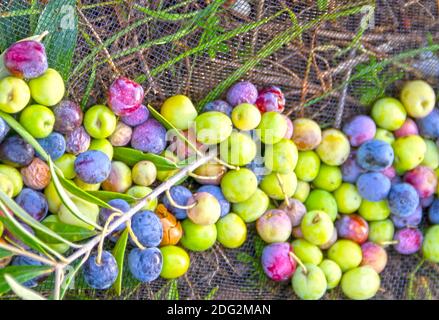 Olive della varietà Arbequina appena raccolte presso la città di mallén, provincia di Saragozza, nella regione Aragona (Spagna) Foto Stock