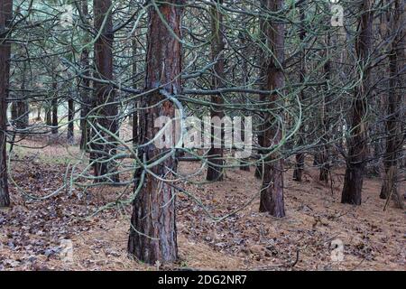 Una foresta di alberi di pino Ponderosa della Willamette Valley, piantati nel 2006, alla foresta di riscoperta a Silverton, Oregon, Stati Uniti. Foto Stock