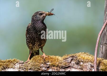 Star (Sturnus vulgaris) Weibchen mit Futter für den Nachwuchs Foto Stock