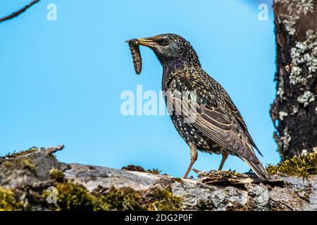 Star (Sturnus vulgaris) Weibchen mit Futter für den Nachwuchs Foto Stock