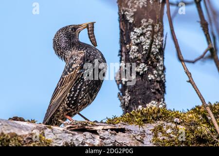 Star (Sturnus vulgaris) Weibchen mit Futter für den Nachwuchs Foto Stock