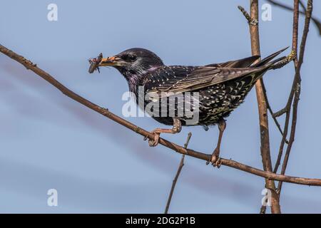 Star (Sturnus vulgaris) Männchen mit Futter für den Nachwuchs Foto Stock