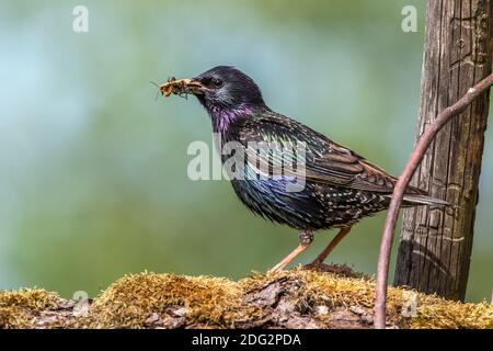 Star (Sturnus vulgaris) Männchen mit Futter für den Nachwuchs Foto Stock