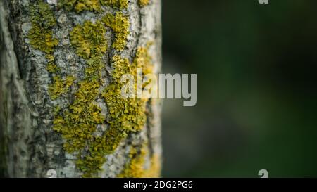 Corteccia spaccata del giovane albero di Ginkgo Biloba sopravcrescita con muschio verde nel giorno della foresta d'autunno. Legno con qualche muschio che cresce. Splendida texture naturale Foto Stock