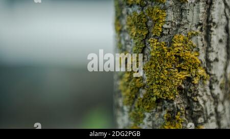 Corteccia spaccata del giovane albero di Ginkgo Biloba sopravcrescita con muschio verde nel giorno della foresta d'autunno. Legno con qualche muschio che cresce. Splendida texture naturale Foto Stock