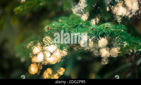 Abete spagnolo rami di albero sfondo. Ramo primo piano di pino. Peloso Abies pinsapo in inverno vacanze umore. Layout creativo fatto di Natale. X Foto Stock