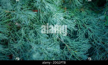 Ginepro blu sfondo arbusto strisciante. Primo piano di diramazione di cespuglio orizzontale. Juniperus horizontalis ornamentale popolare per il giardinaggio. Layout creativo Foto Stock