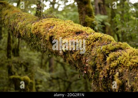 Lago Gunn passeggiata natura in Fjordlands Foto Stock